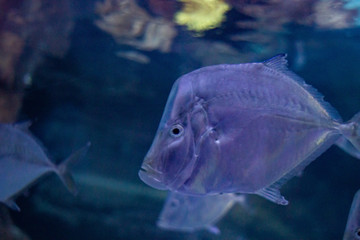 Fish on aquarium, water life