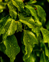 rain drops on leaf