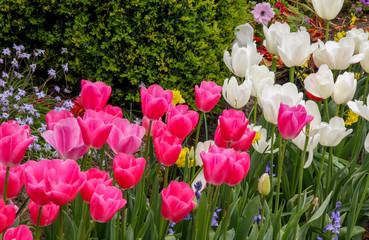 Vibrant tulip flowers on Spring, Tulip Melbourne Festival