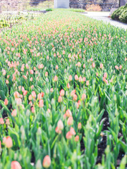 Fototapeta premium Tulips in Ottawa