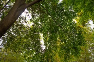 Obraz premium モミジ