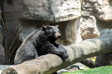 Bear on zoo