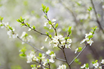 Close-up photo of blossom apple tree in sunny garden