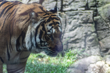 Bengal tiger on zoo