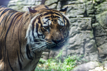 Bengal tiger on zoo
