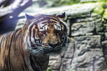 Bengal tiger on zoo