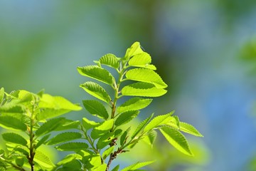 光を浴びて輝く新緑の若葉