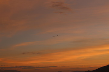 Garzas en atardecer
