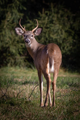 A portrait of a young buck deer in Wyomissing Park, PA