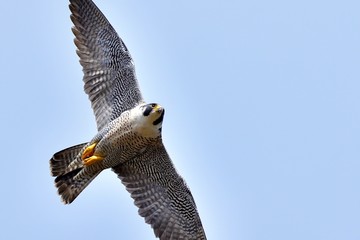 青空バックに悠然と飛ぶハヤブサ