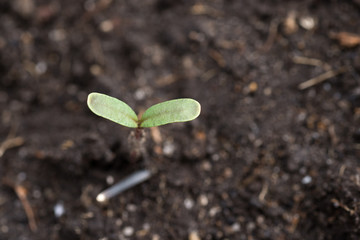 マリーゴールドの芽
