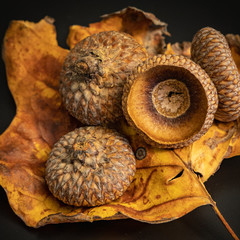 Still life of autumn  elements including acorn caps and oak leaves