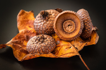 Still life of autumn  elements including acorn caps and oak leaves