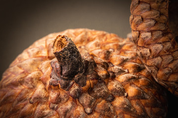 Close up still life of acorn caps in autumn in Pennsylvania © cwieders