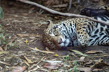 Jaguar on zoo