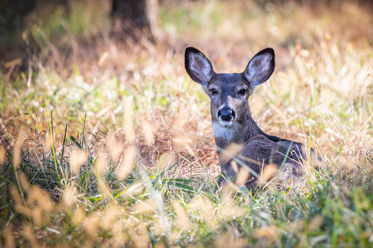 A female deer in a meadow in Wyomissing Park, PA