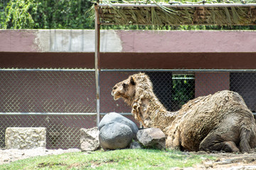 Dromedary on zoo