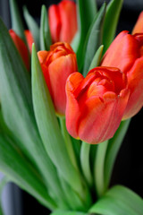 bouquet of blooming red tulips with green leaves