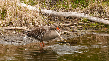 Goose, a bird from the family of ducks. Also known as Mallard. An adult, brown and large goose on the shore of a pond is looking for food. Against the background of old, fallen trees and dry grass.