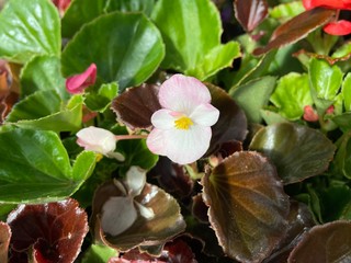 Pink and white begonia flowers with green and red  leaves background