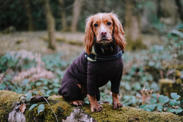 Spaniel dog in autumn