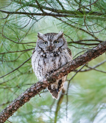 Eastern Screech Owl Sitting on Pine  Tree Branch, Portrait