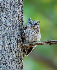 Eastern Screech Owl Sitting on Tree Branch against Green Background
