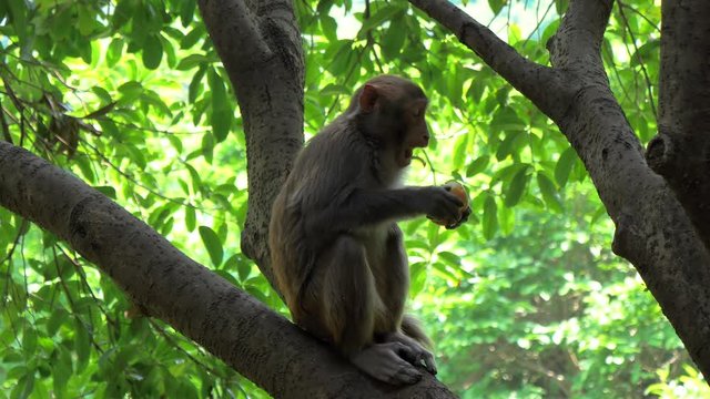 Monkey eating an apple sitting on the tree at a national park