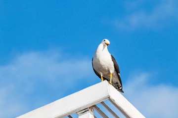 Seagull mom laridae larus armenicus watching and standing on a wood structure with light blue sky with cloud background