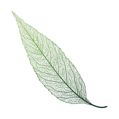 Leaf veins isolated. Vector illustration. EPS 10