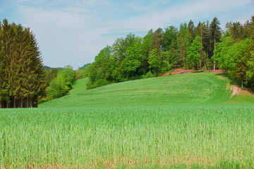 Summer landscape with trees and field