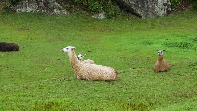 Alpaca eating grass in Machu Picchu, Peru