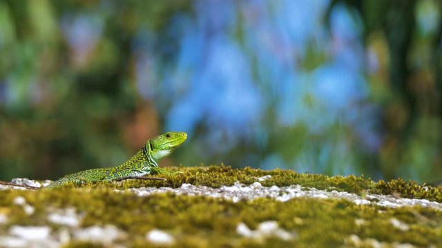 Ocellated Lizard on top of mossy rock in forest