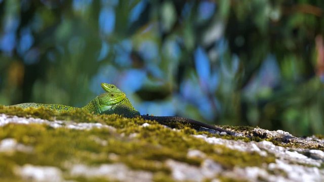 Ocellated Lizards couple on top of mossy rock in forest