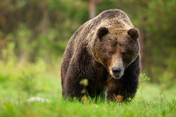 Threatening brown bear, ursus arctos, male approaching from front view on meadow in High Tatras national park, Slovakia, Europe. Aggressive mammal coming closer in green summer nature from low angle.