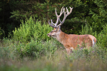 Territorial red deer, cervus elaphus, stag with growing antlers wrapped in velvet on a glade with bushes and green grass in summer nature. Dominant male mammal with orange fur looking aside.