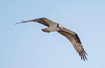 Obraz premium Osprey in flight against a blue sky at Market Lake National Wildlife Management Area in Idaho