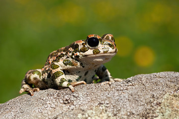 Curious european green toad, bufotes viridis, looking with big black eyes in summer. Slimy...