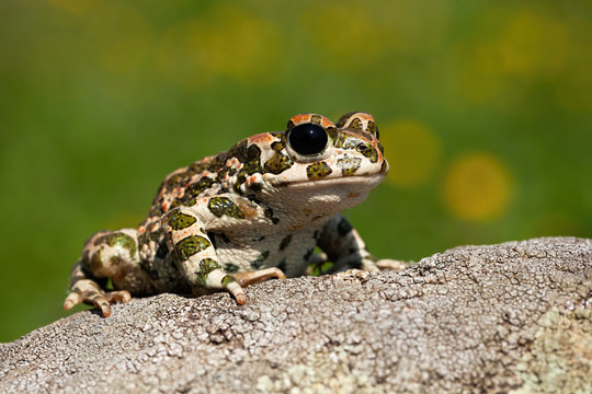 Curious european green toad, bufotes viridis, looking with big black eyes in summer. Slimy amphibian with wet spotted skin observing from rock on a sunny day from front low angle view.