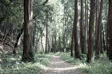 Fototapeta premium 森