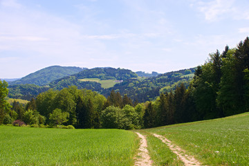 Mountain landscape in the summer