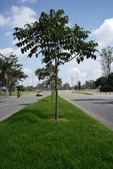 tree with branches and medium leaves in a high traffic flow street divider on a summer morning