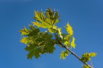 Obraz premium yellow maple leaves