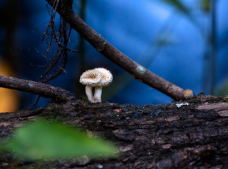 mushrooms in the forest