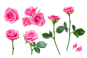 ピンクのバラ　花の切り抜き　セット素材