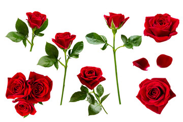 赤バラ　花の切り抜き　セット素材 - obrazy, fototapety, plakaty