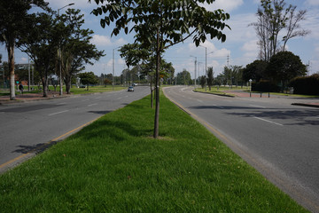 tree with branches and medium leaves in a high traffic flow street divider on a summer morning