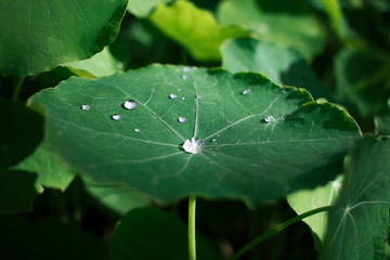 dew on leaf