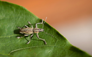 gorgojo en una hoja de planta verde, primer plano en macro 