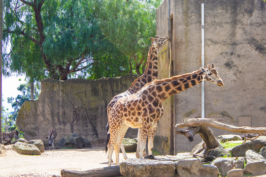 Giraffes eating leaves at the Melbourne Zoo, Australia